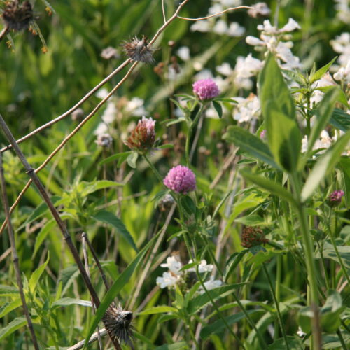 Red Clover