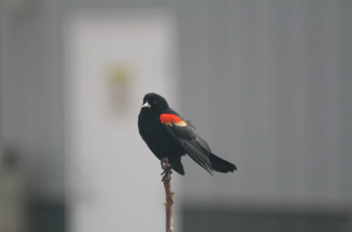 Red-winged Blackbird