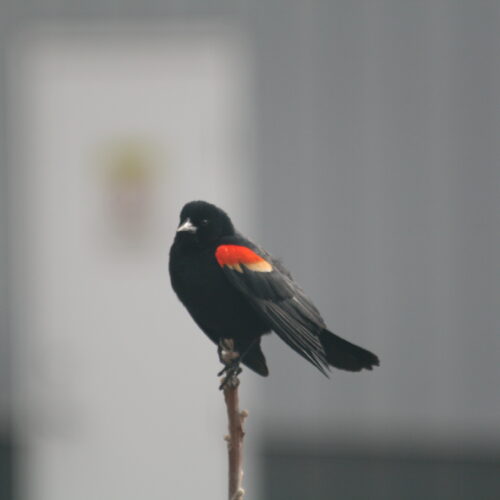 Red-winged Blackbird