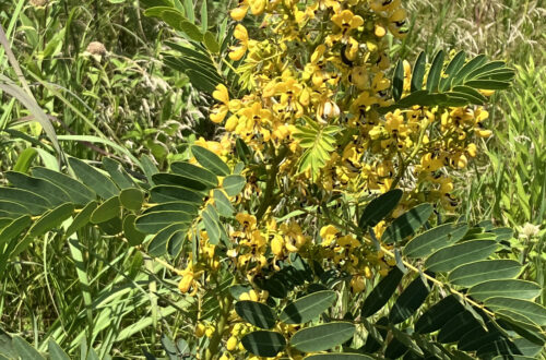 Wild Senna