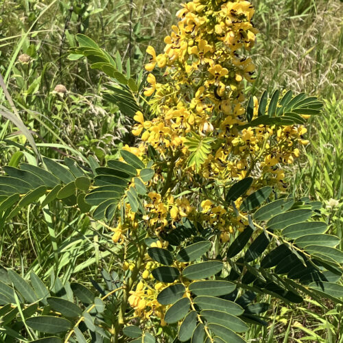 Wild Senna