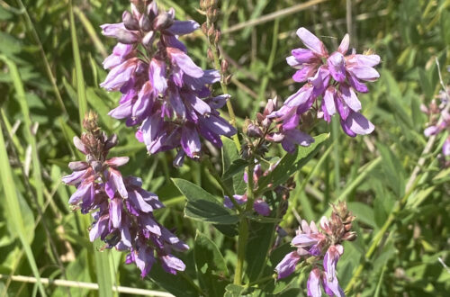 Showy Tick Trefoil