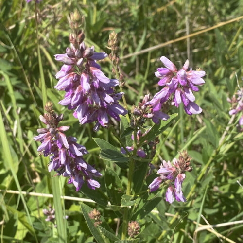 Showy Tick Trefoil