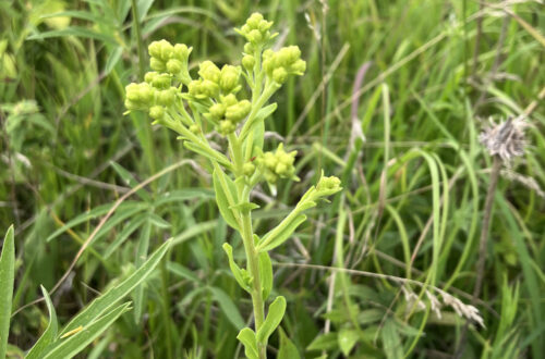 Stiff Goldenrod