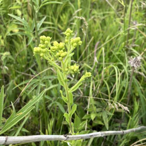 Stiff Goldenrod