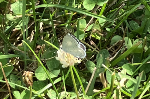 Summer Azure Butterfly