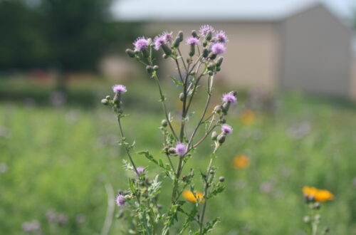 Thistle