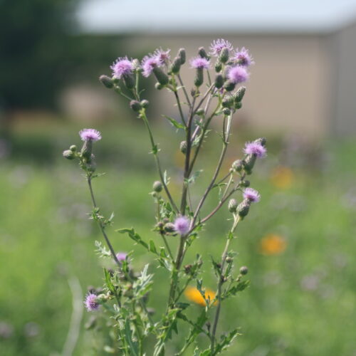 Thistle