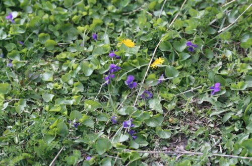 Common Blue Violet