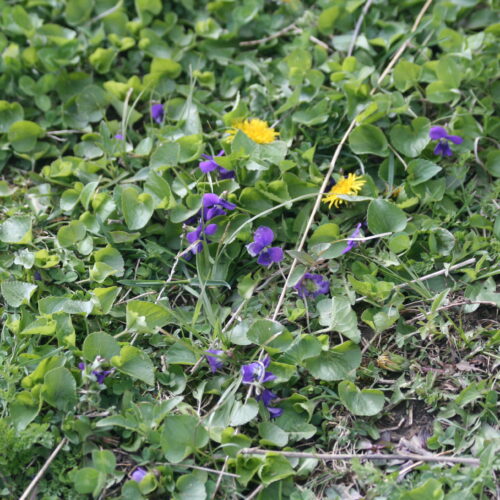 Common Blue Violet