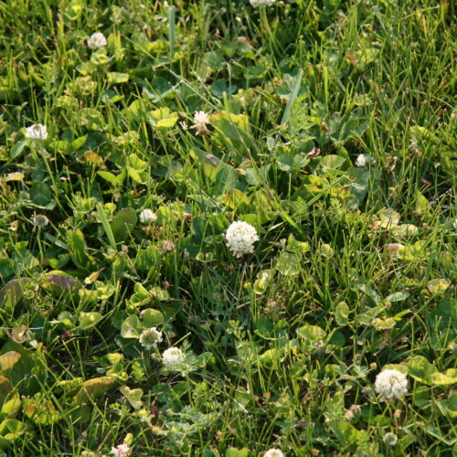 White Clover