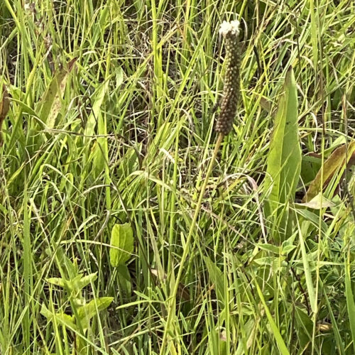 White Prairie Clover