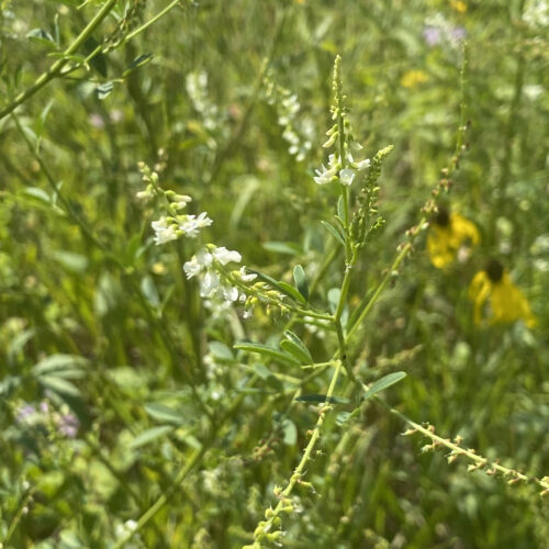 White Sweet Clover