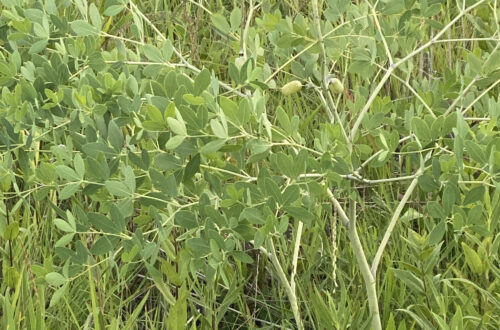 White Wild Indigo