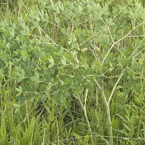 White Wild Indigo