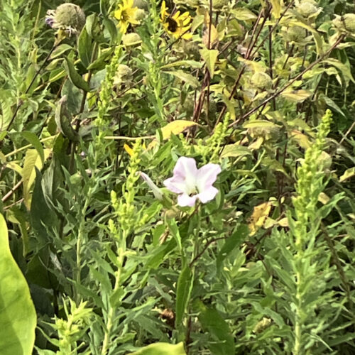 Wild Morning Glory