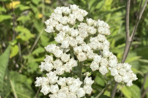 Wild Quinine