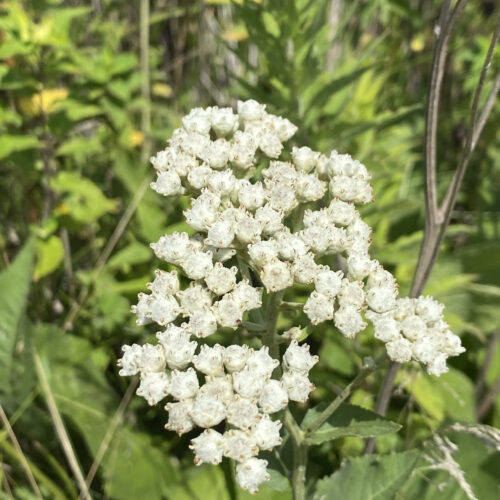 Wild Quinine